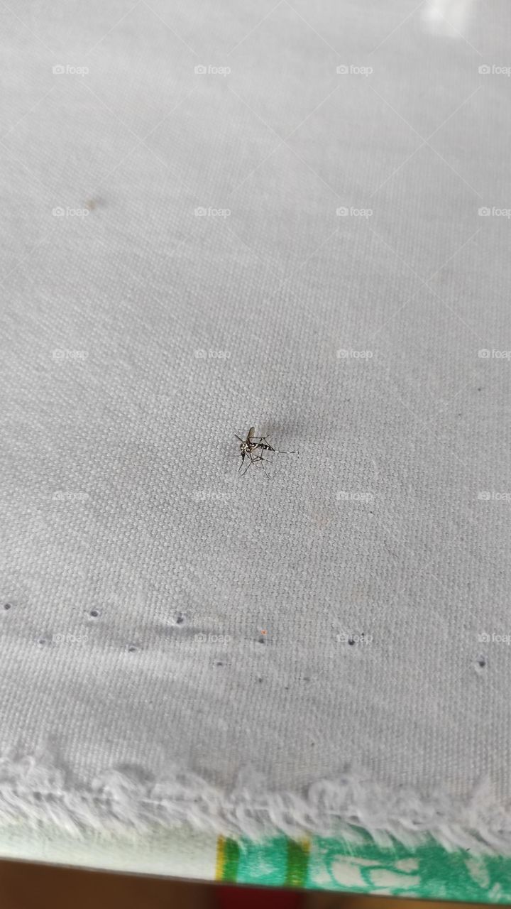 mosquito on a cloth