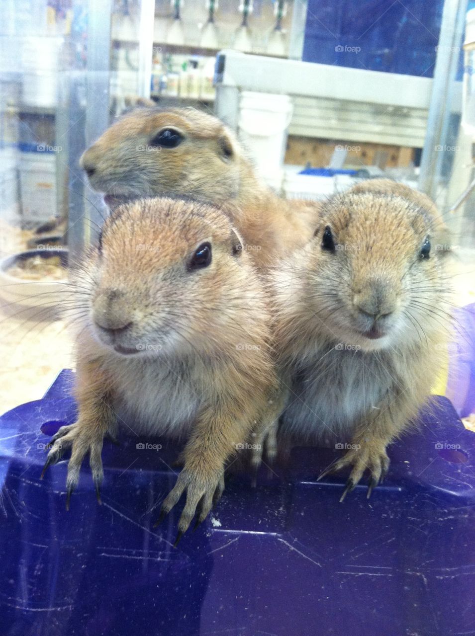 Prairie dogs 😍