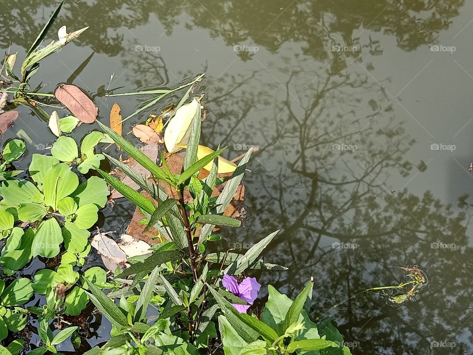 plants in the water