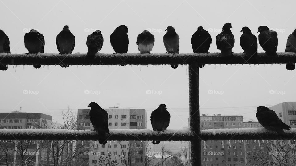 Starving and freezing birds, black and white photo