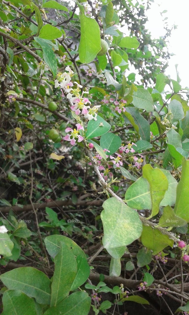 Nature, Leaf, Tree, Flora, Branch