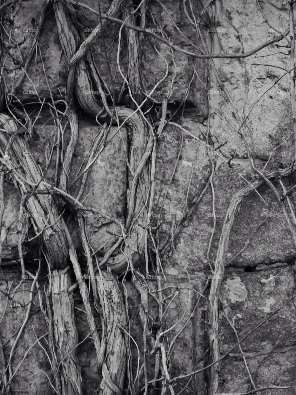 Desktop, Wood, Tree, Nature, Texture