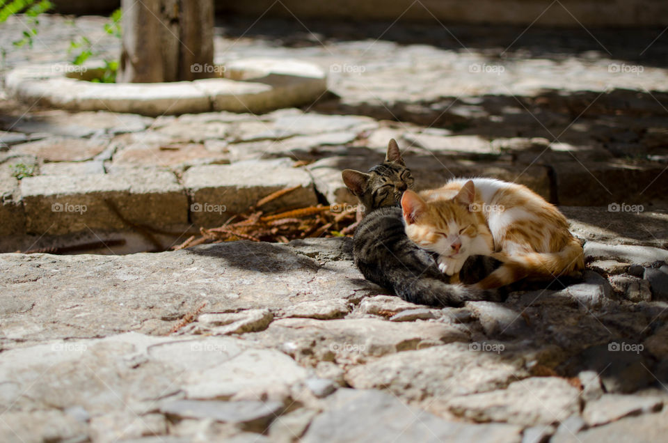 Cute lazy kittens are laying in cool shadow