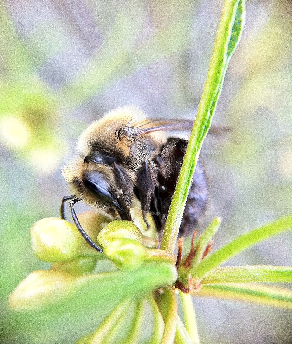 Bee  pollination 