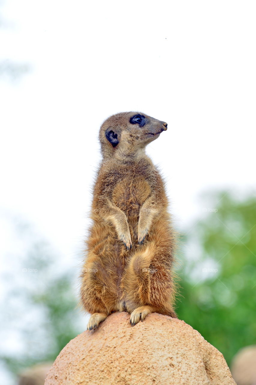 Close-up of mongoose