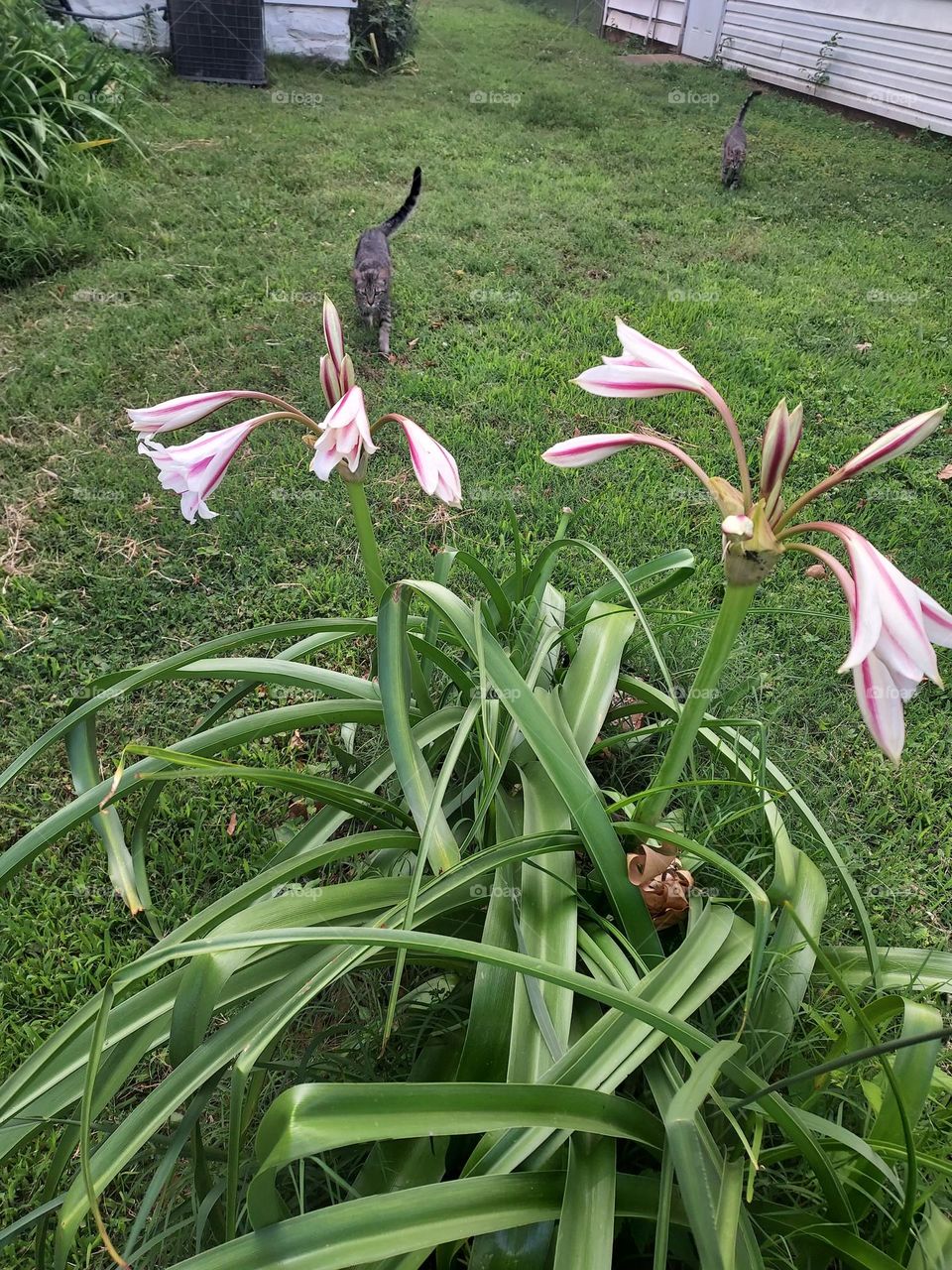 love waking up to beautiful blooms makes my heart sing, wishing all a wonderful day.