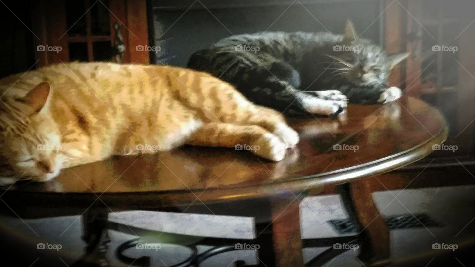 cats sleeping