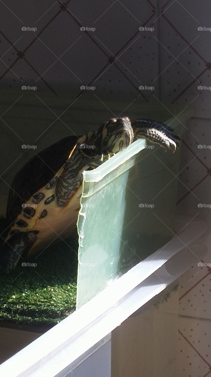 Turtle. Nice image from portugal