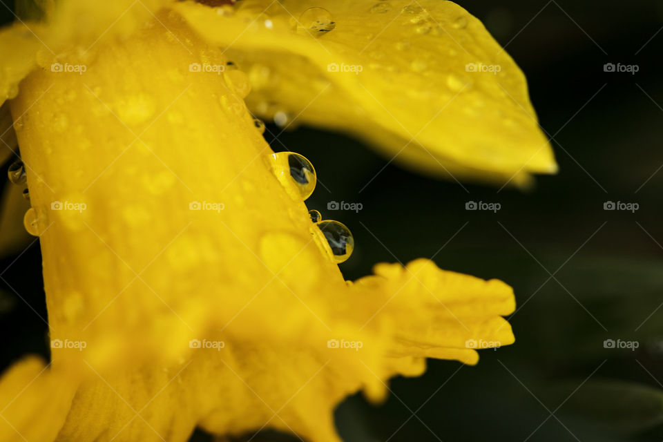 macro of water beads