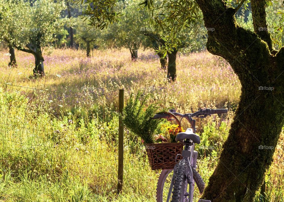 A purple bicycle with a basket of flowers on the handle bars overlooks a field of olive trees & flowers