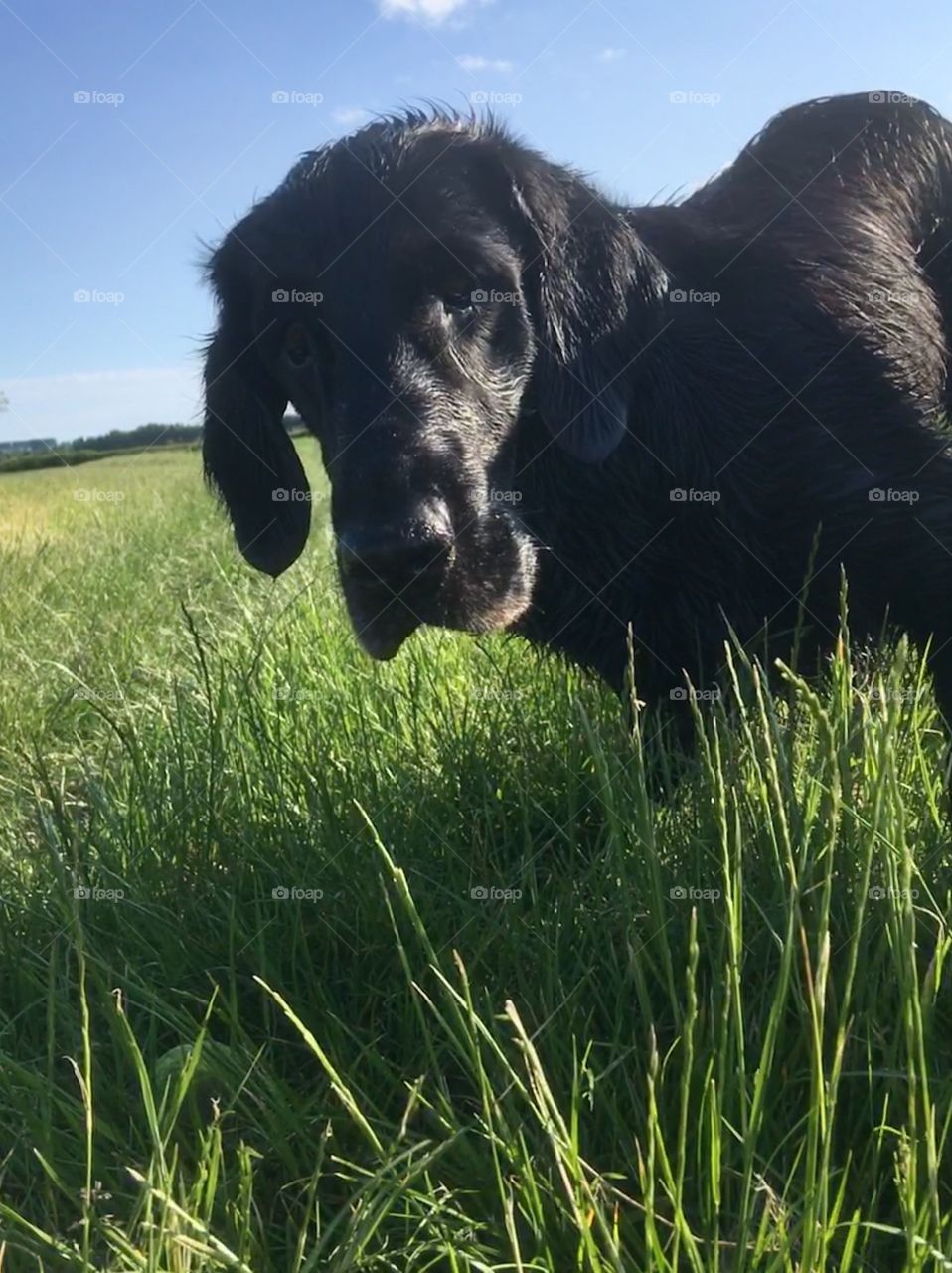 Flatcoat retriever about to pickup ball. Green grass blue sky