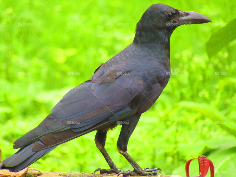 The Indian jungle crow (Corvus culminatus) is a species of crow found across the Indian Subcontinent south of the Himalayas.