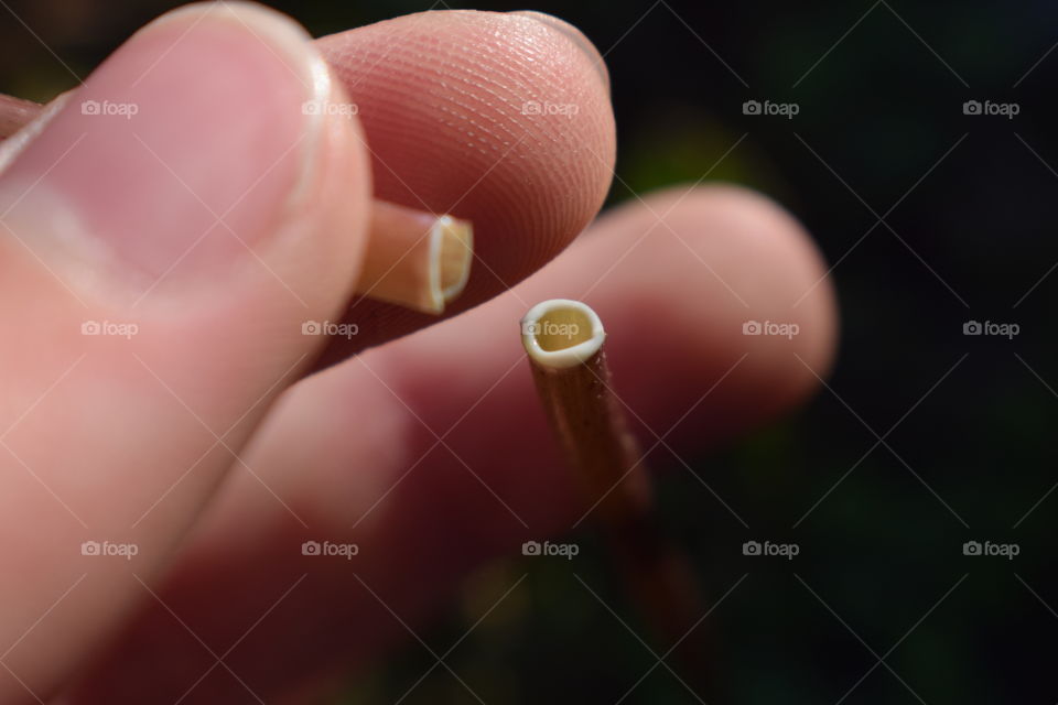 Dandelions are probably mostly water and have tearing them apart gets juices all over the place.