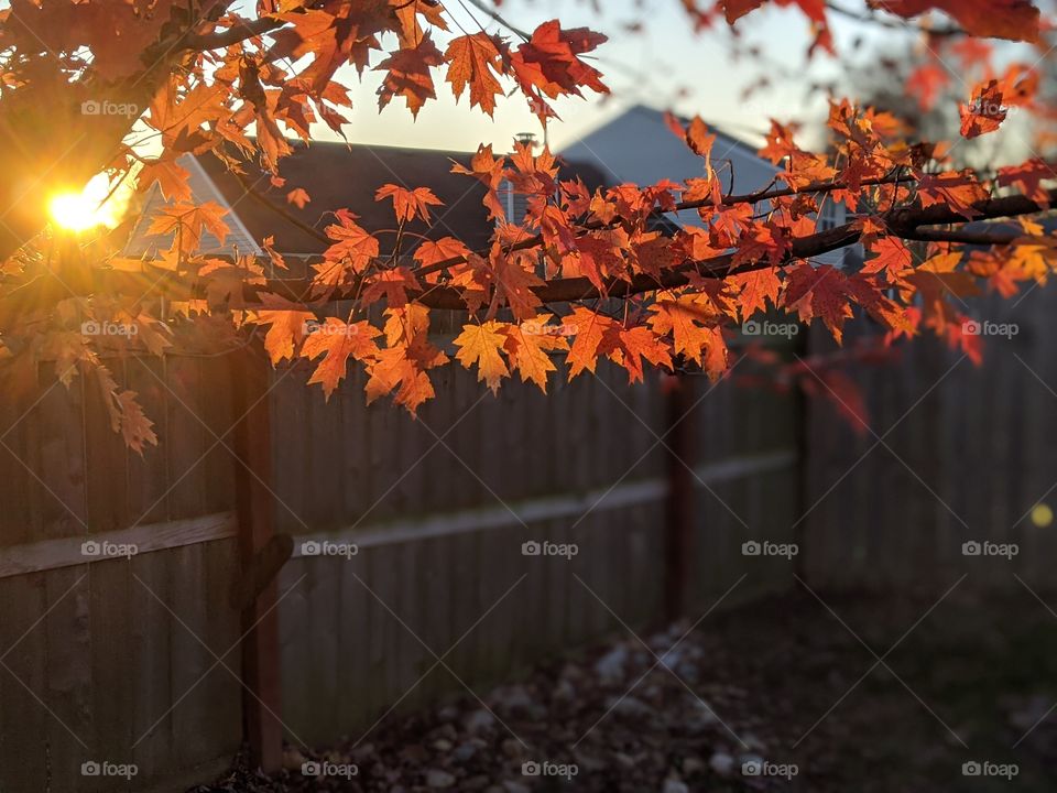 Setting sun illuminating orange leaves on a tree branch in the fall