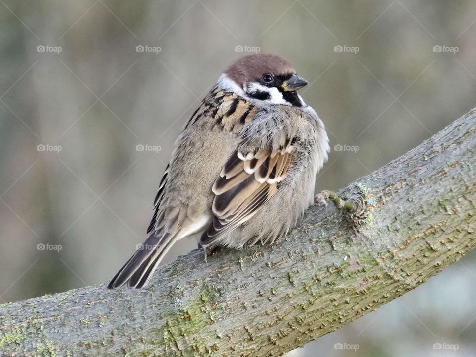 Sparrow