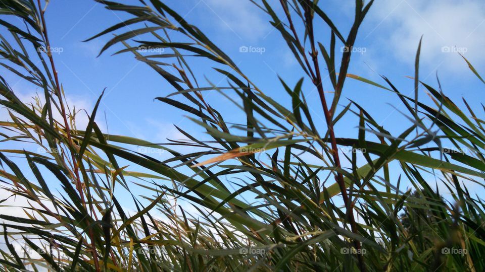 Grass in the wind 