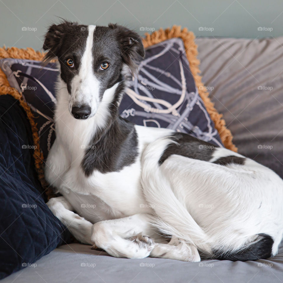 Intense and clever look by a beautiful blue and white sighthound Silken Windsprite female puppy chilling in the sofa with interior pillow patterns