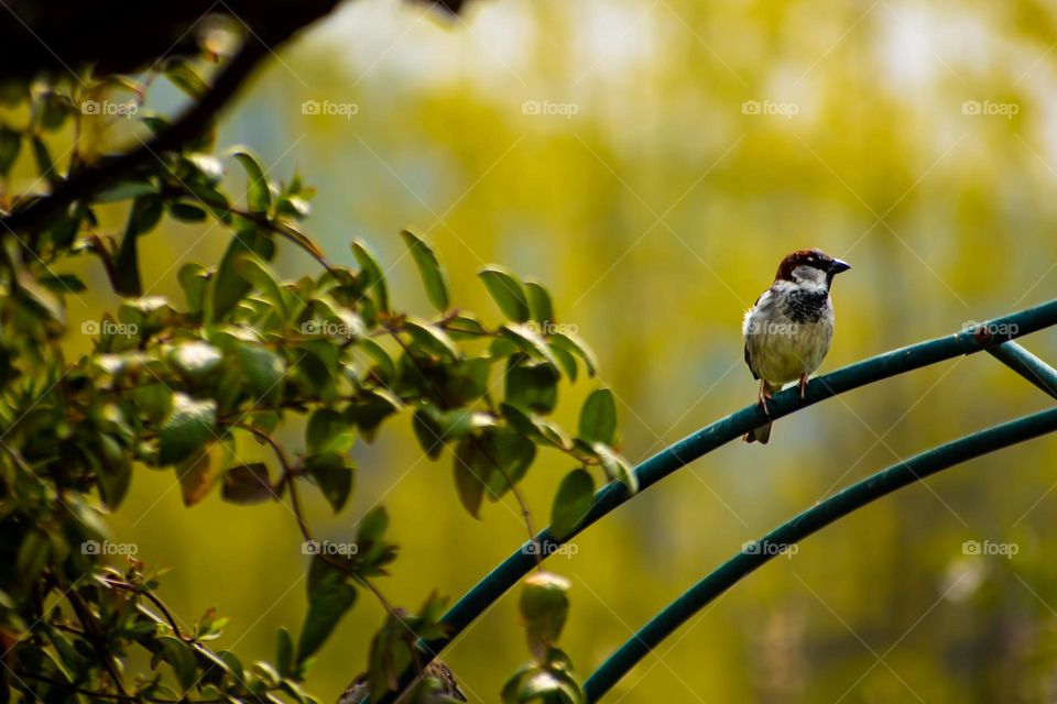 The Spring Watcher