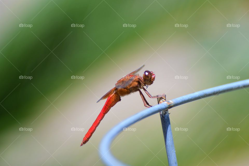 Red dragonfly