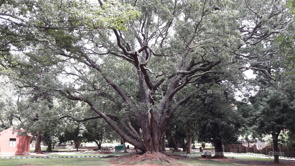 huge tree