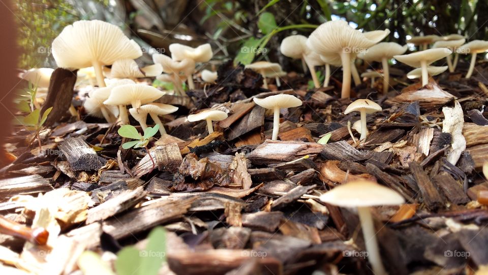 Crowd of Mushrooms. Ground Dwellers