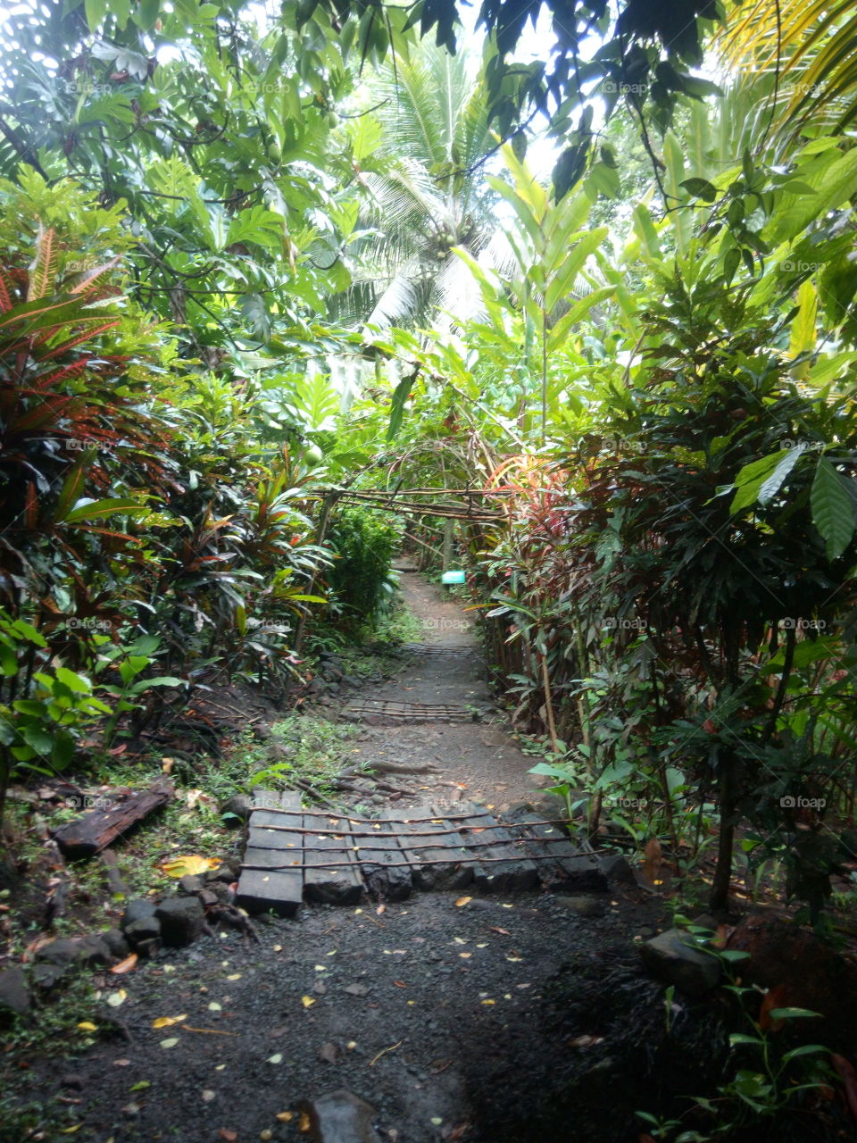 Tropic Trail