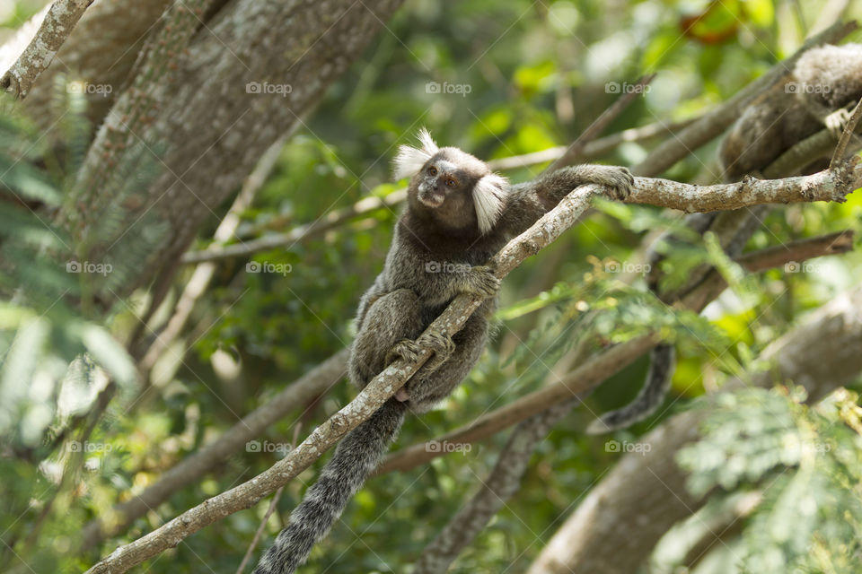 Little monkey in Rio de Janeiro Brazil ( Callithrix penicillata ).