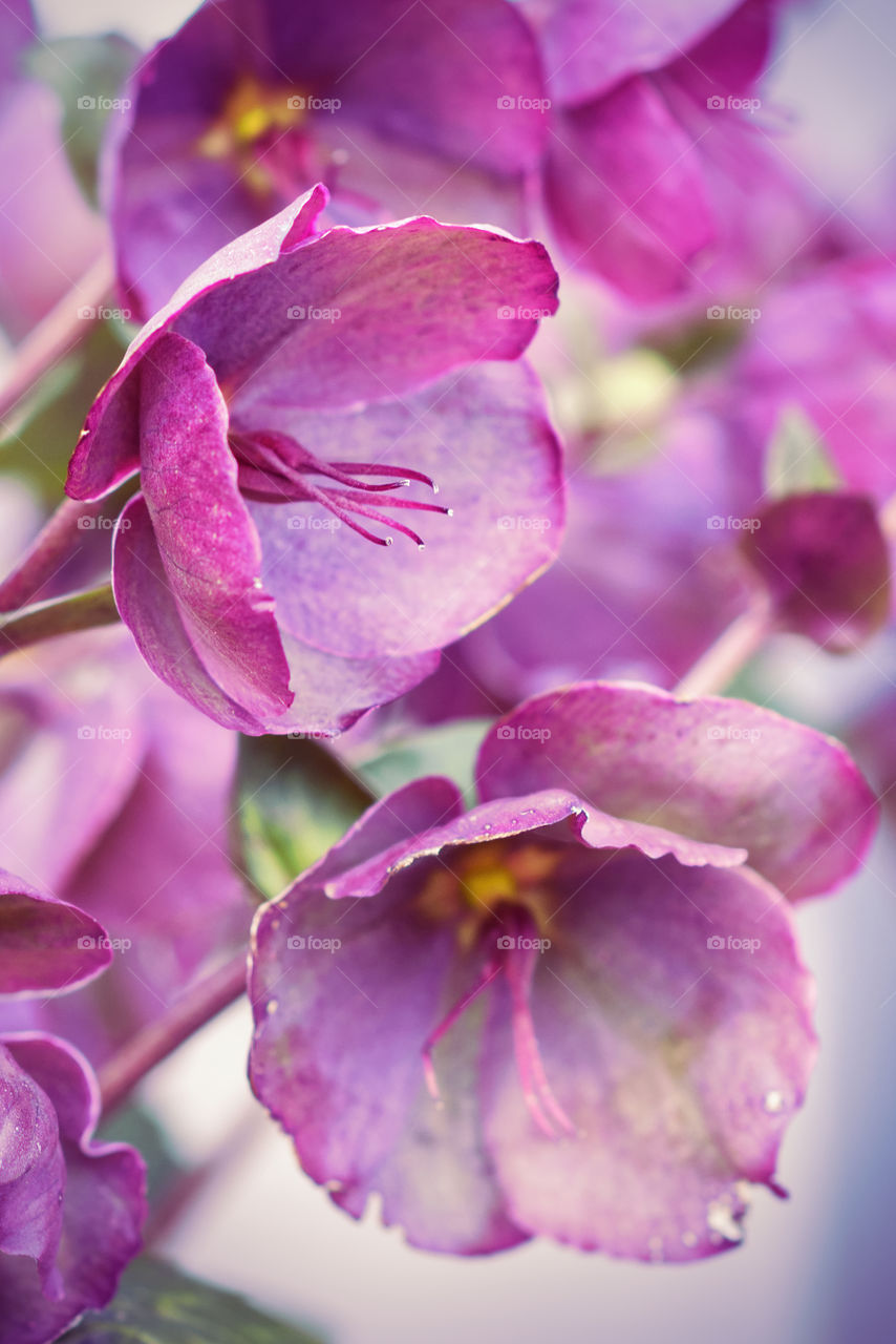 Purple flowers