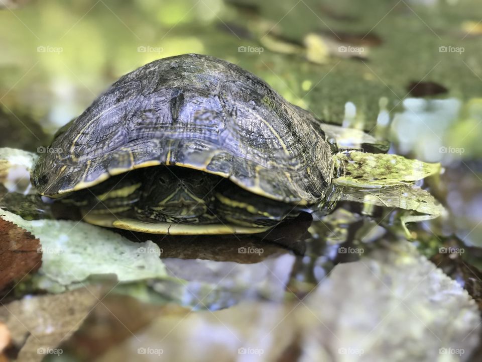 Turtle turtle 