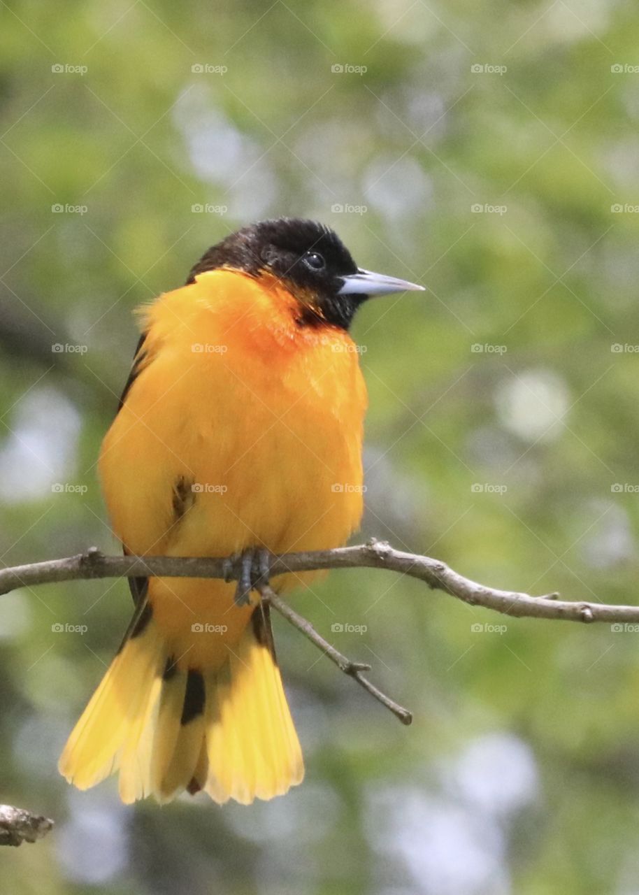 Male Baltimore Oriole perched on a tiny branch