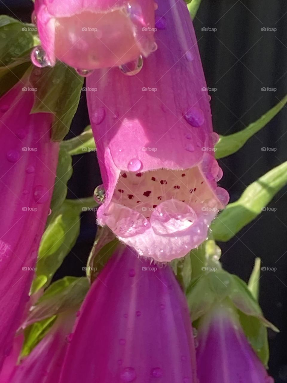 Der gemeine Fingerhut mit zwei Tautropfen in Pink 