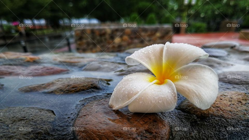 plumeria