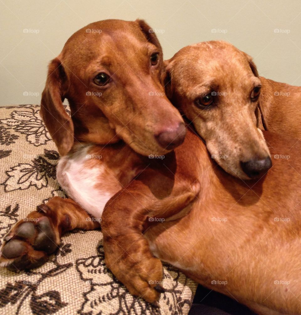 My two Dachshunds