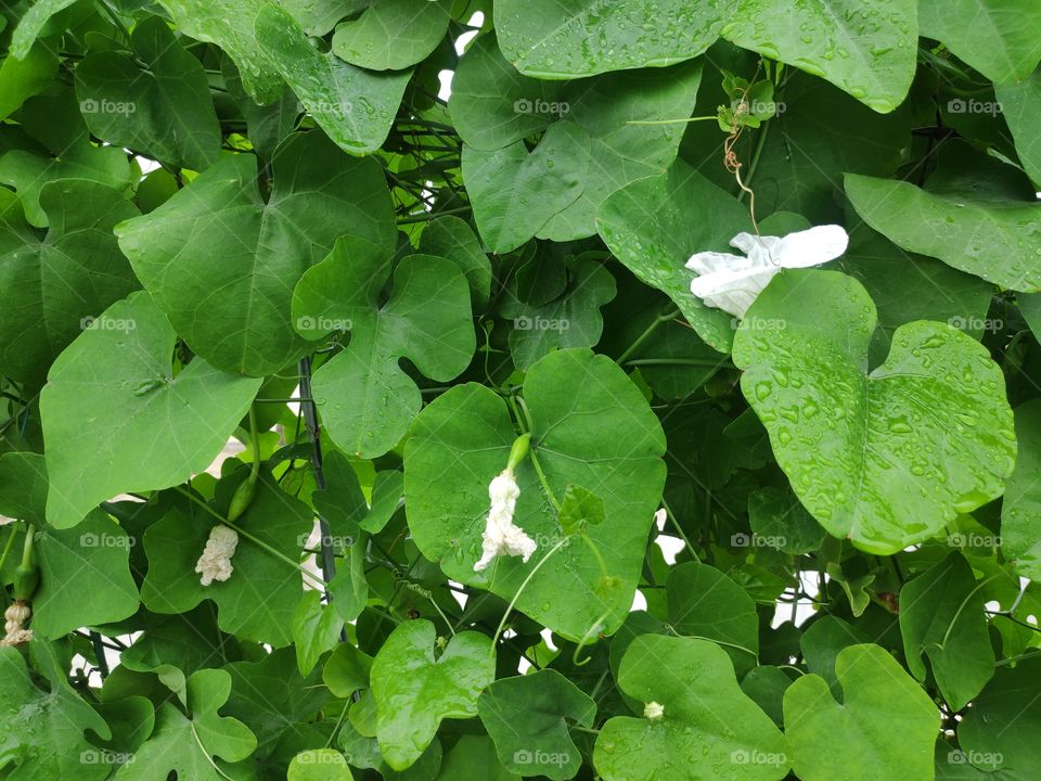 a image of ivy gourd plant