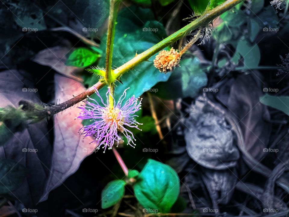 plant bud view