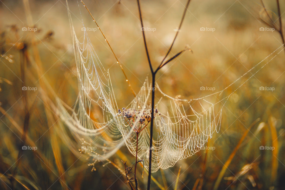 Spiderweb in misty morning 