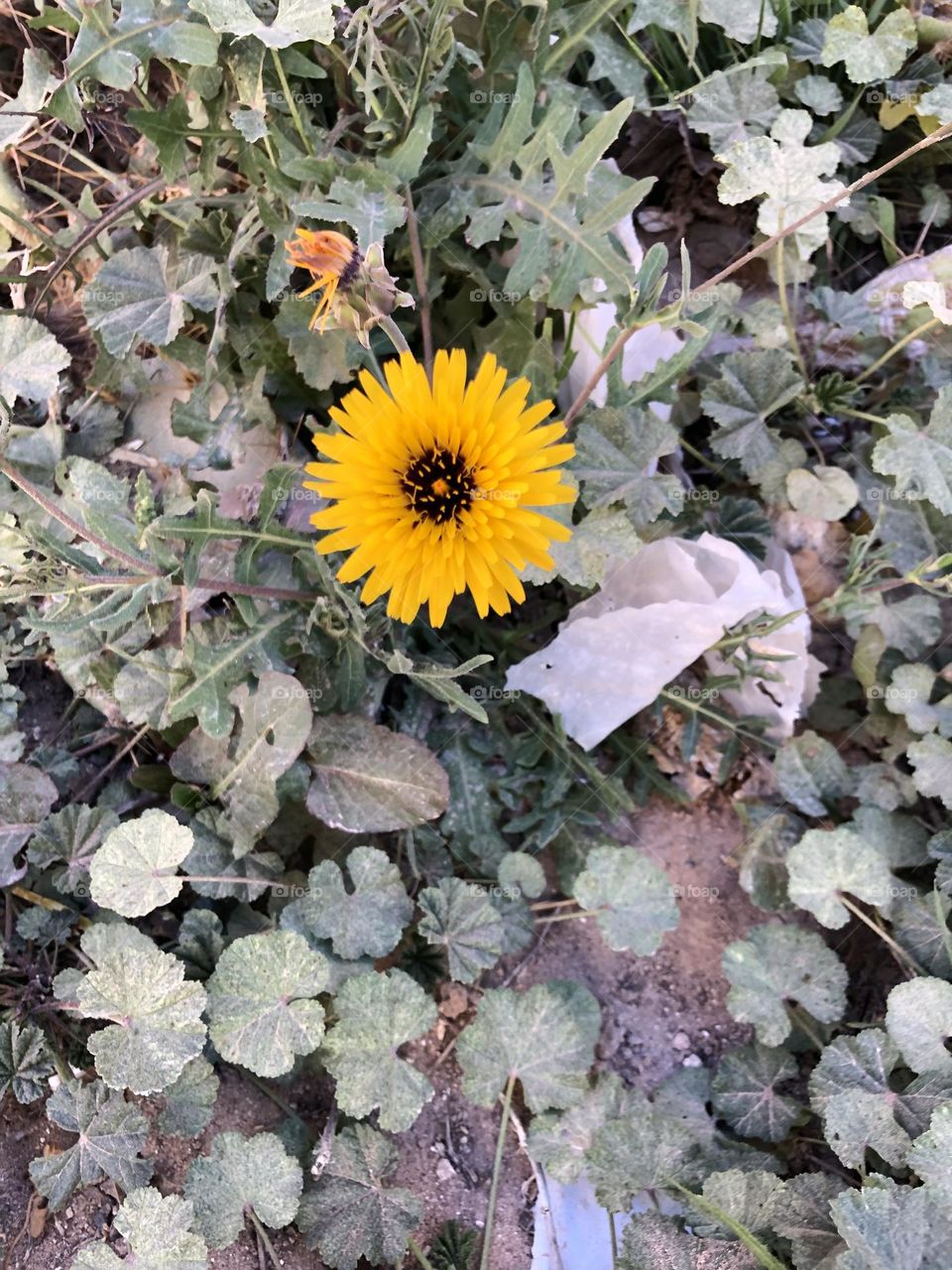 Beautiful yellow flower 