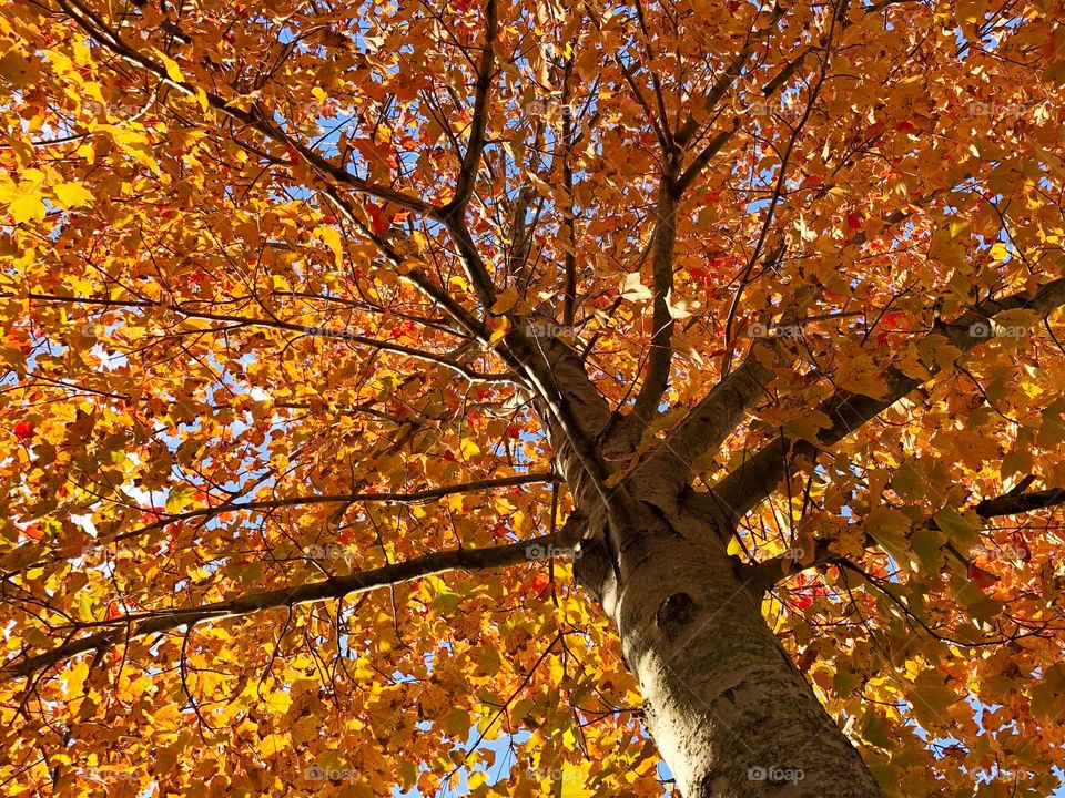 Looking up at colorful orange fall leaves on a tree