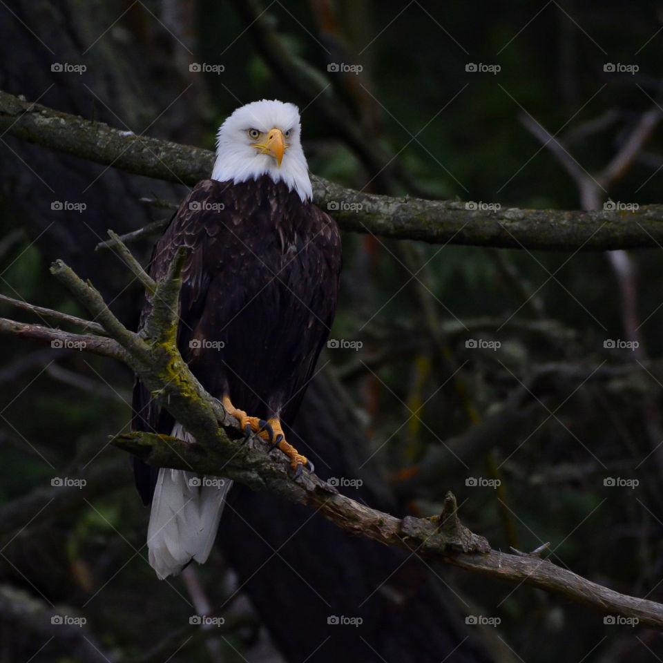 Bald eagle in the shadows