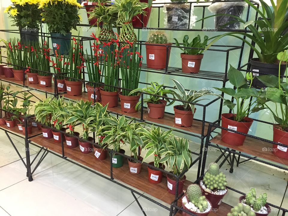 Plants rack display