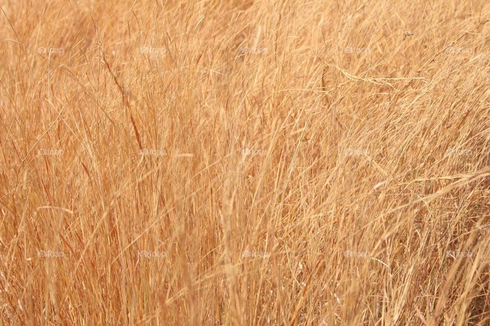 grass when it summer