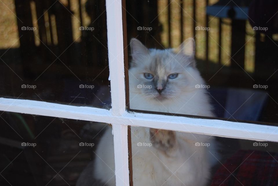 Ragdoll cat looking out window