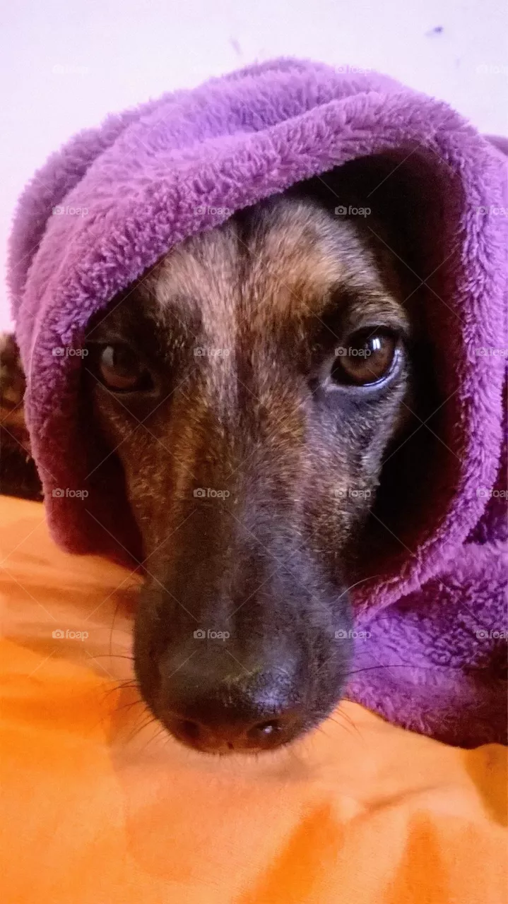 dog