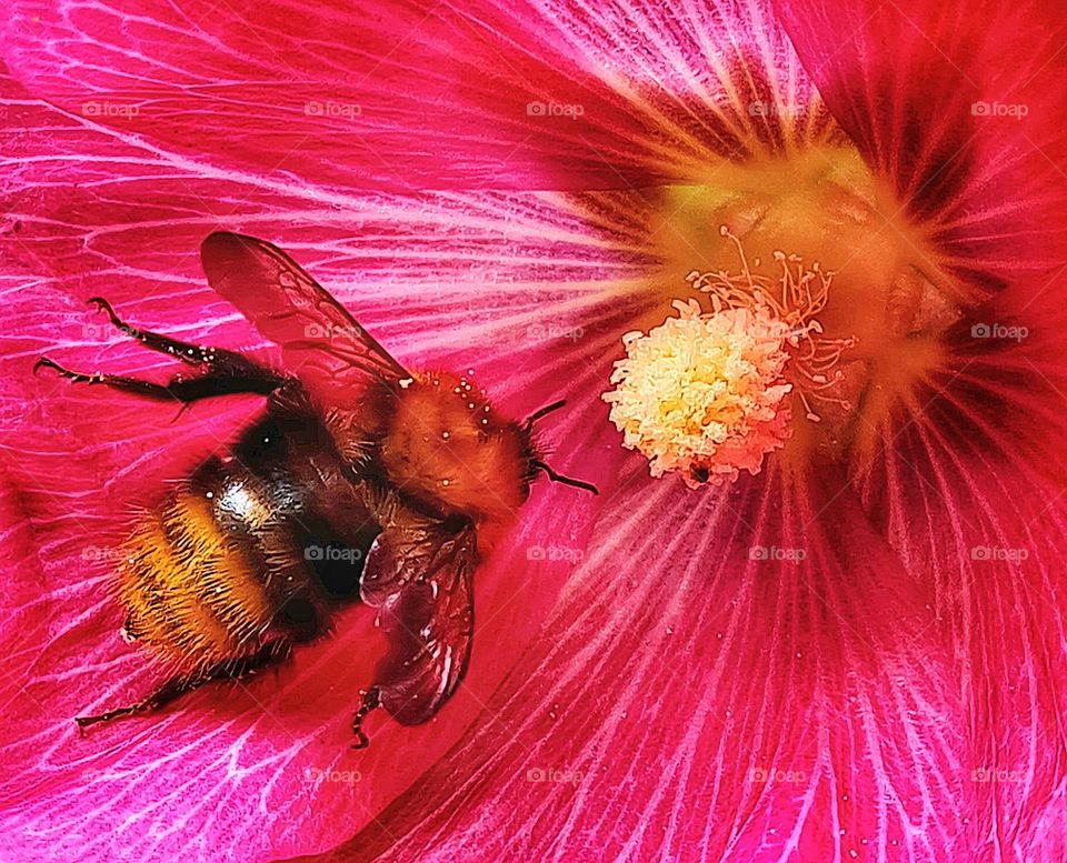 Little bee flows to the nectar of the flower