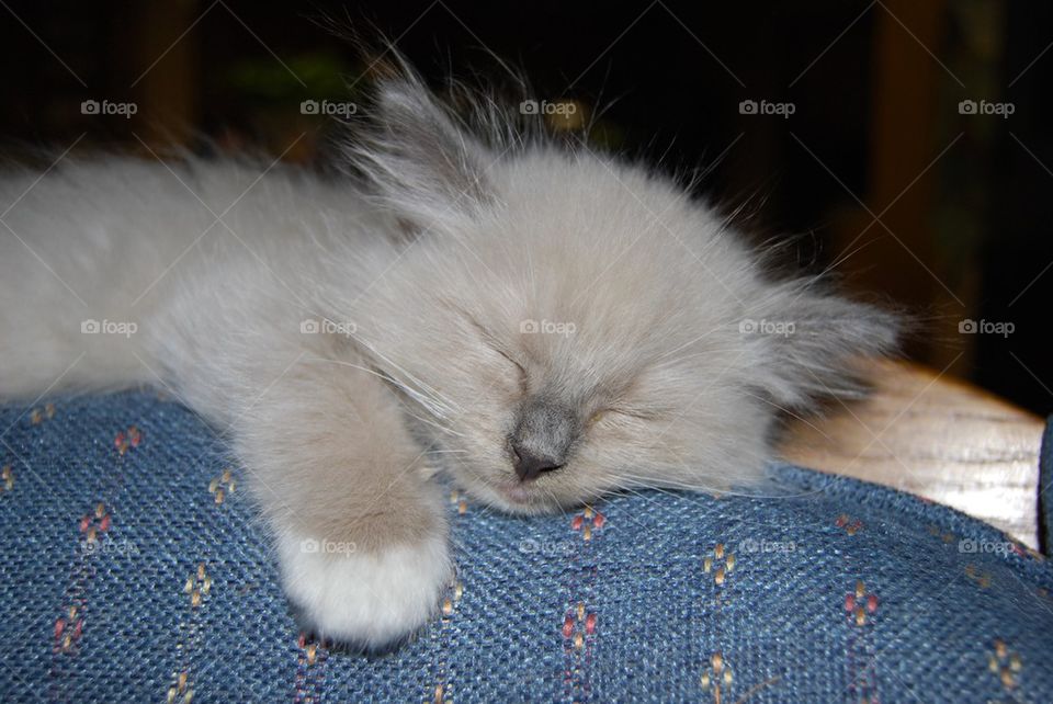 Kitten sleeping