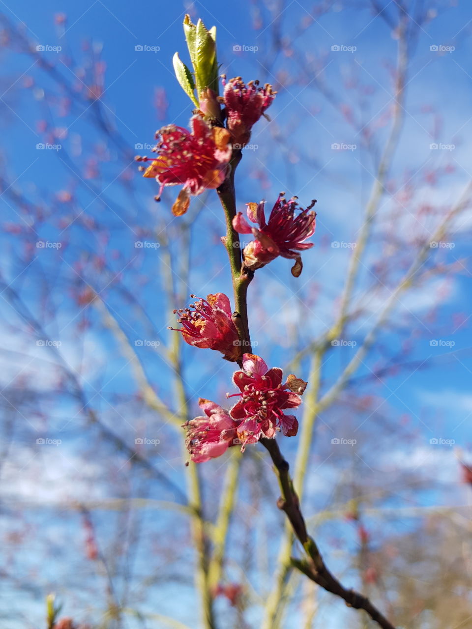 beautiful red spring flowers