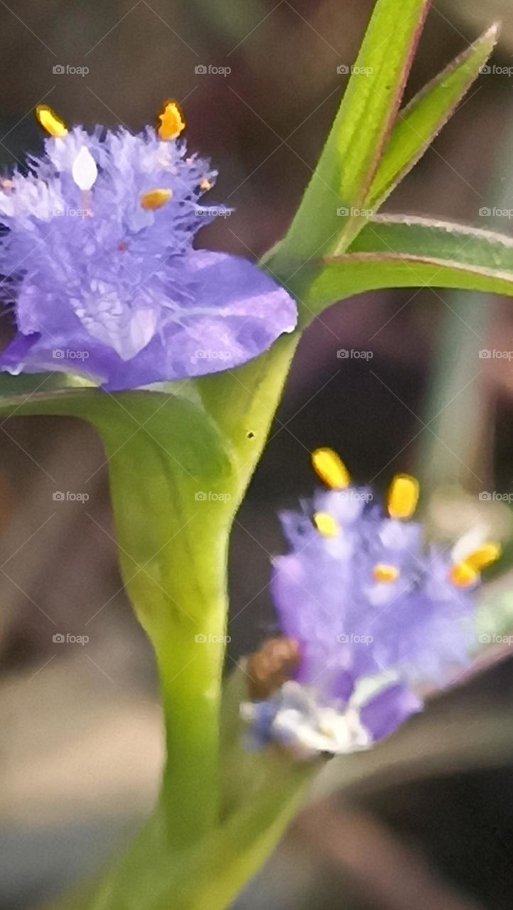 beautiful nature with lots of colours