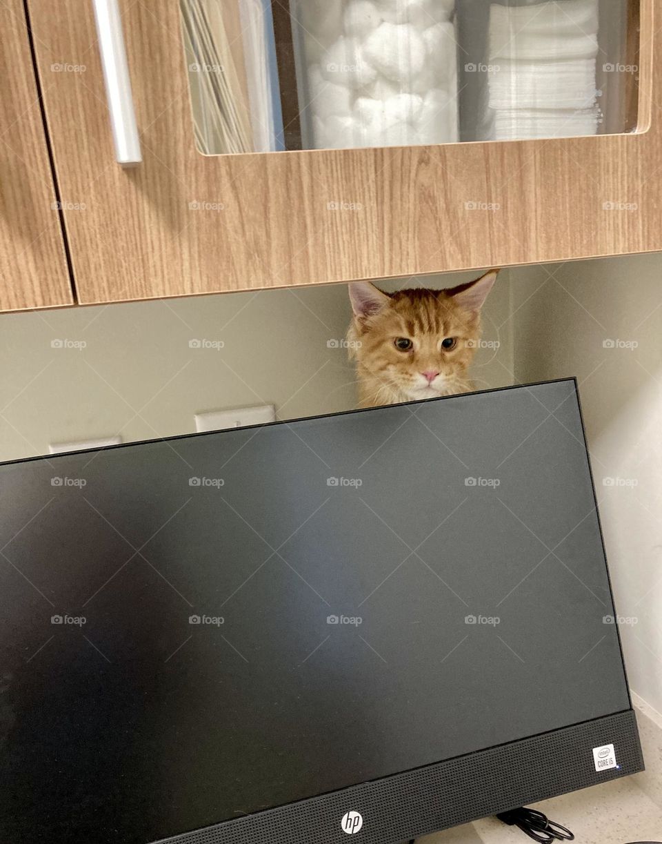 Red Maine coon kitten behind computer screen at vet office