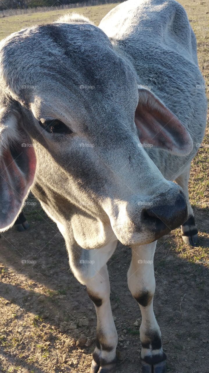 Close up of our bull
