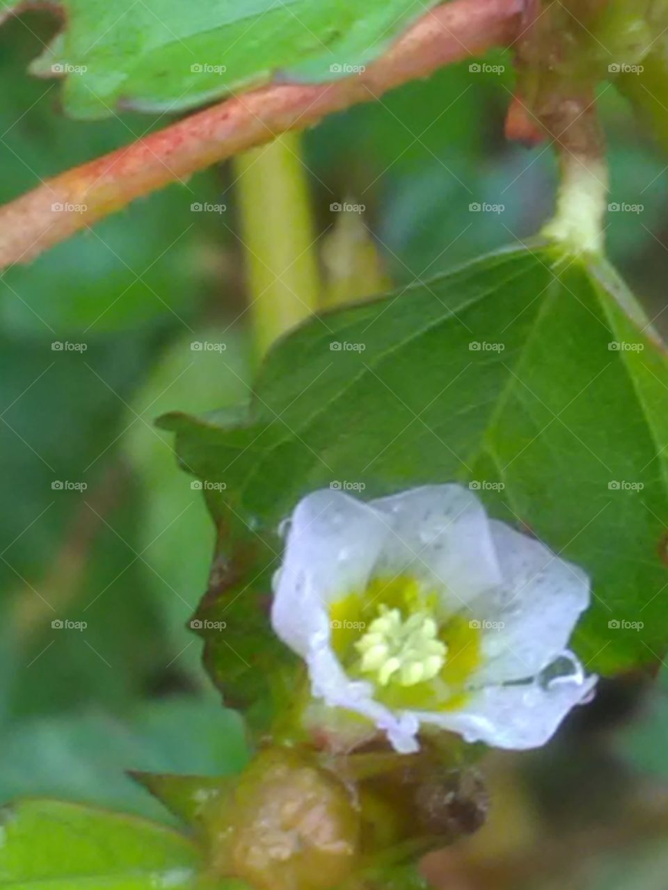 Leaf, Nature, Flora, No Person, Growth